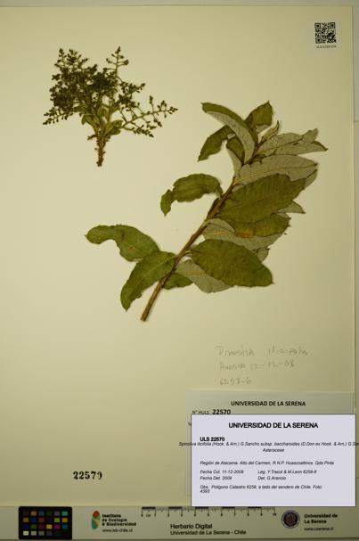 Spinoliva ilicifolia subsp. baccharoides [Espécimen: ULS:ULS:0022570]