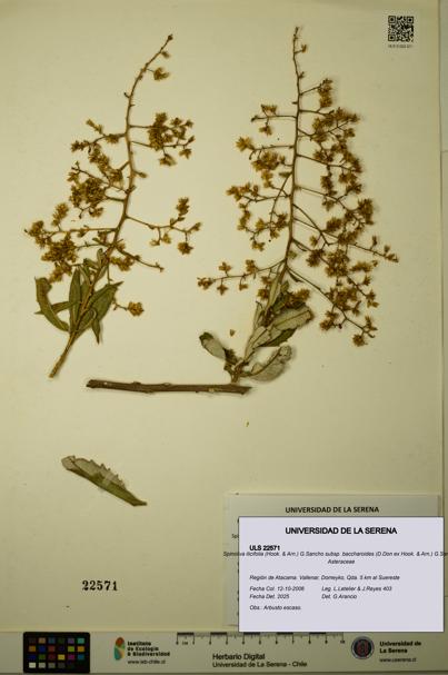 Spinoliva ilicifolia subsp. baccharoides [Espécimen: ULS:ULS:0022571]