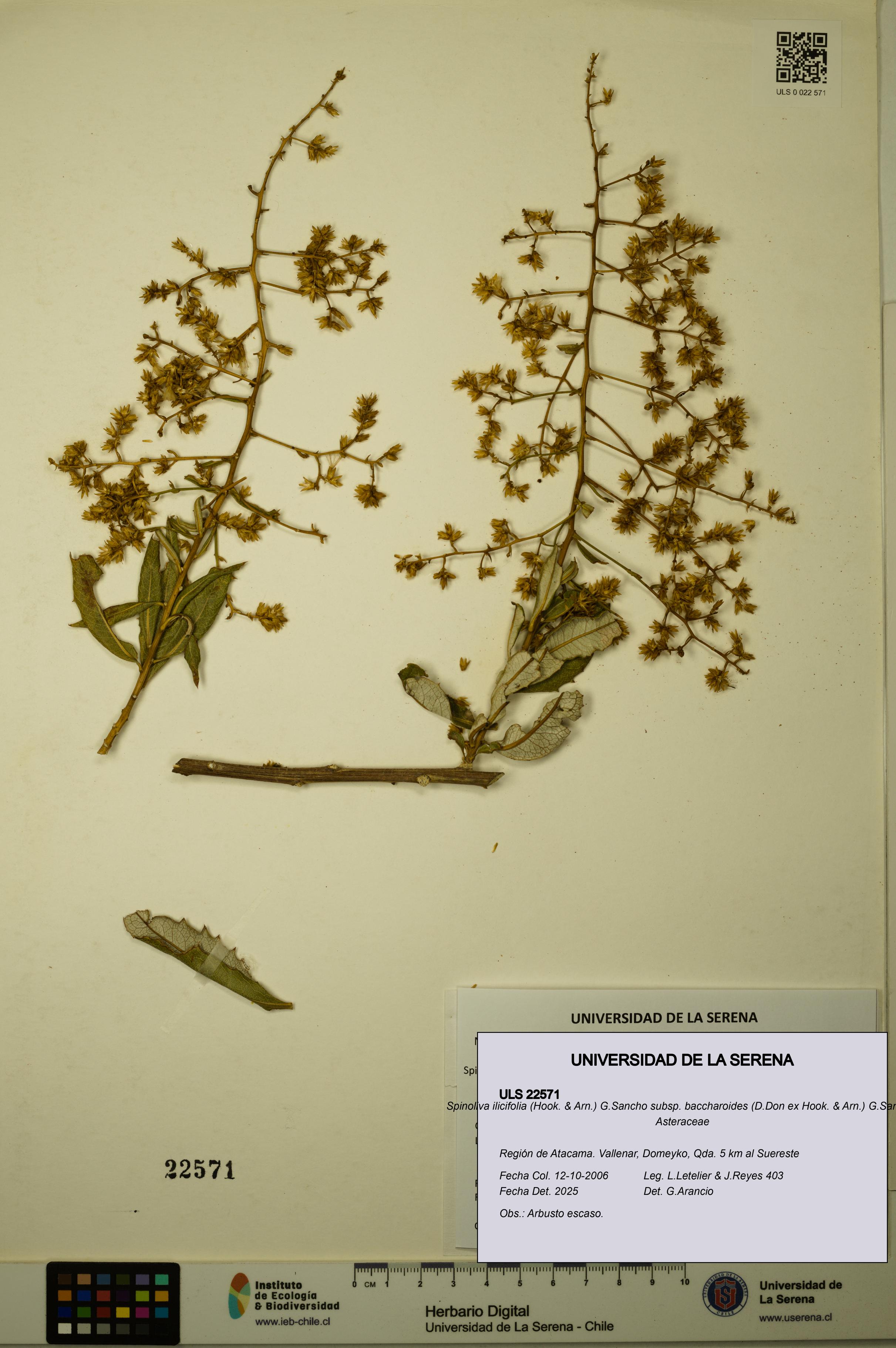 Spinoliva ilicifolia subsp. baccharoides [Espécimen: ULS:ULS:0022571]