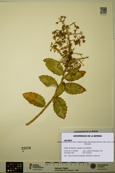 Spinoliva ilicifolia subsp. baccharoides [Espécimen: ULS:ULS:0022572]