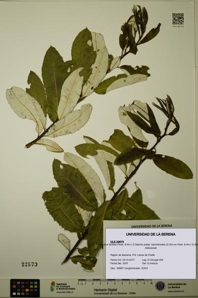 Spinoliva ilicifolia subsp. baccharoides [Espécimen: ULS:ULS:0022573]