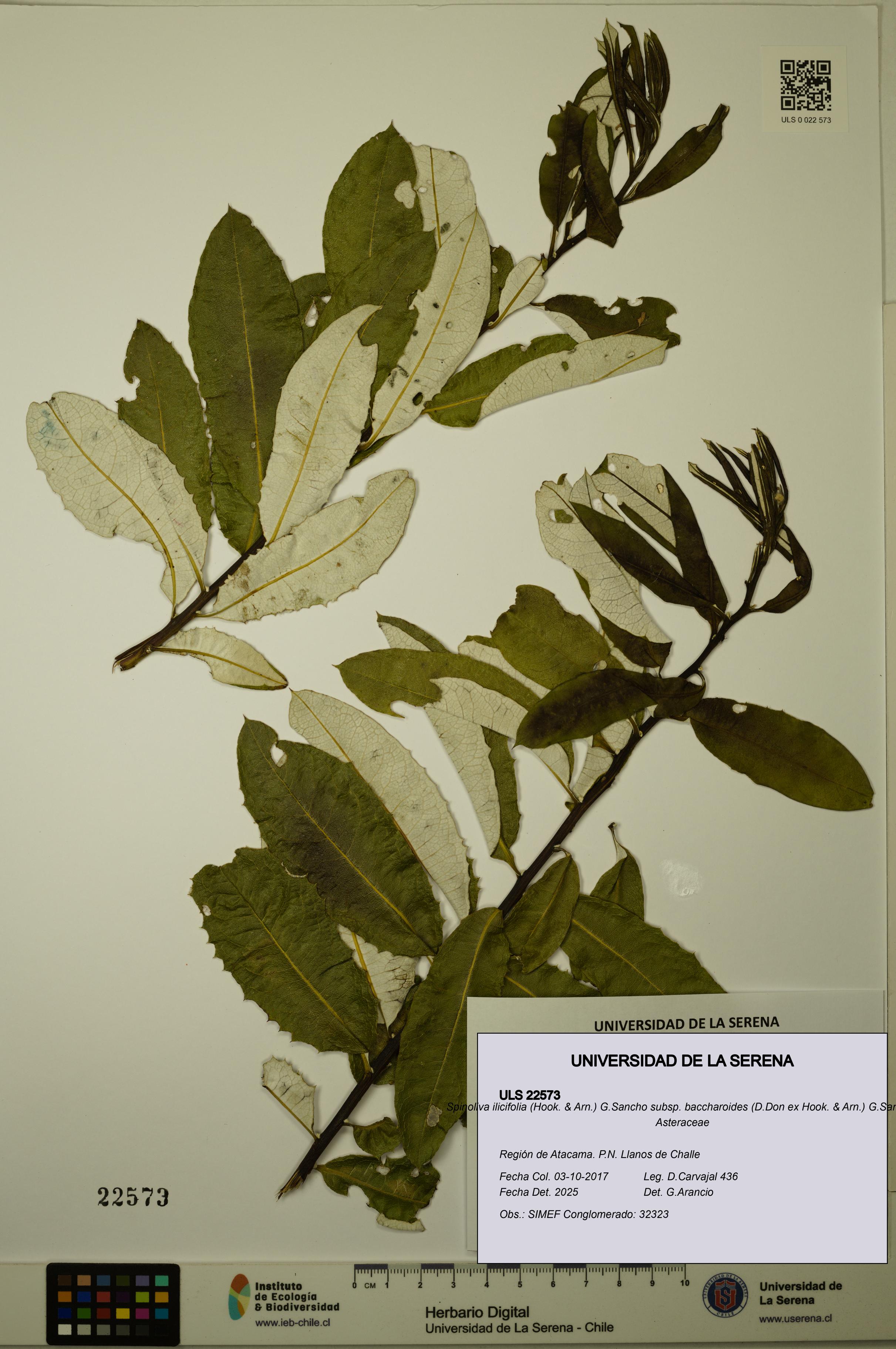 Spinoliva ilicifolia subsp. baccharoides [Espécimen: ULS:ULS:0022573]
