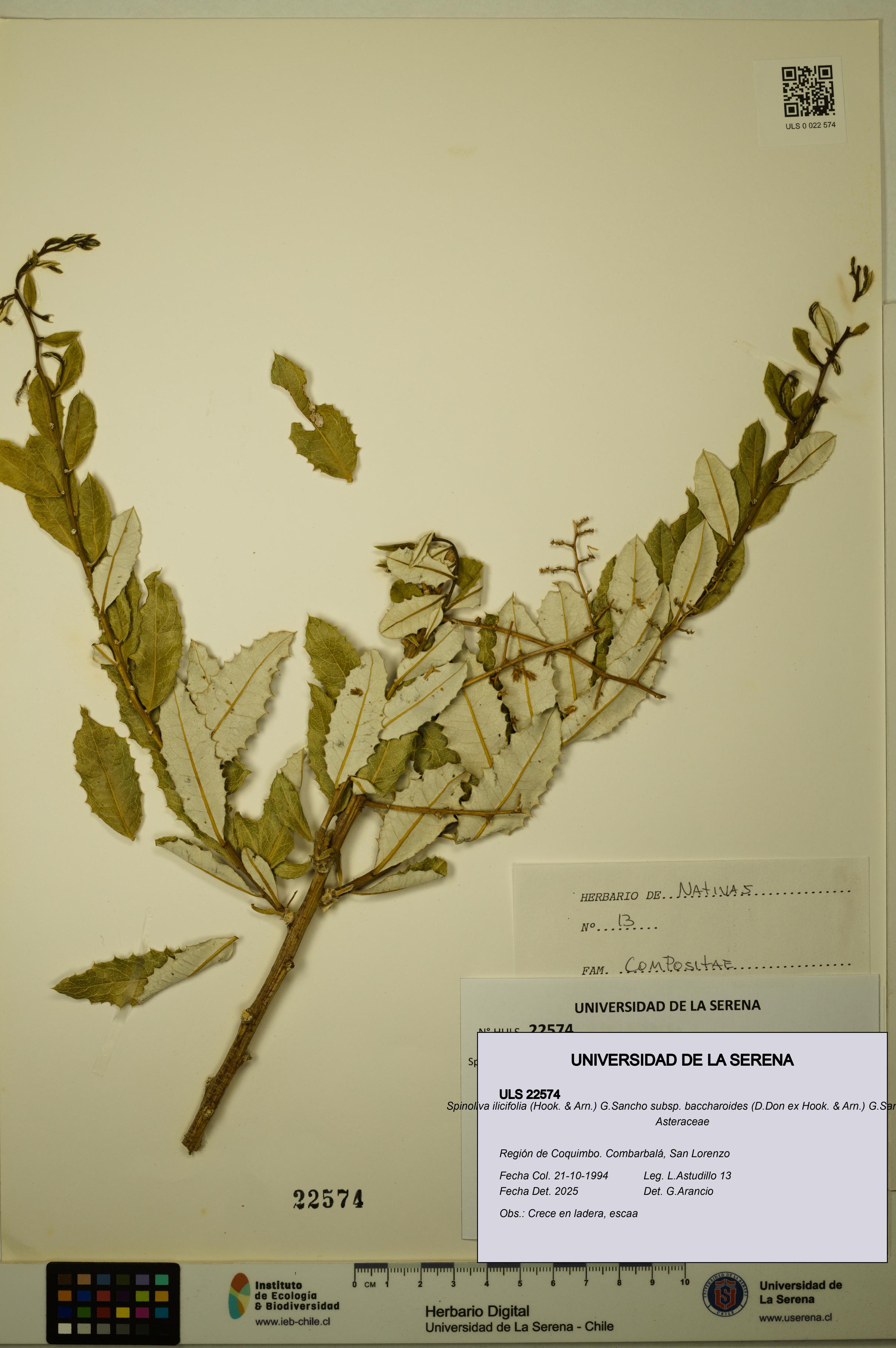 Spinoliva ilicifolia subsp. baccharoides [Espécimen: ULS:ULS:0022574]