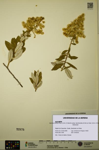 Spinoliva ilicifolia subsp. baccharoides [Espécimen: ULS:ULS:0022575]
