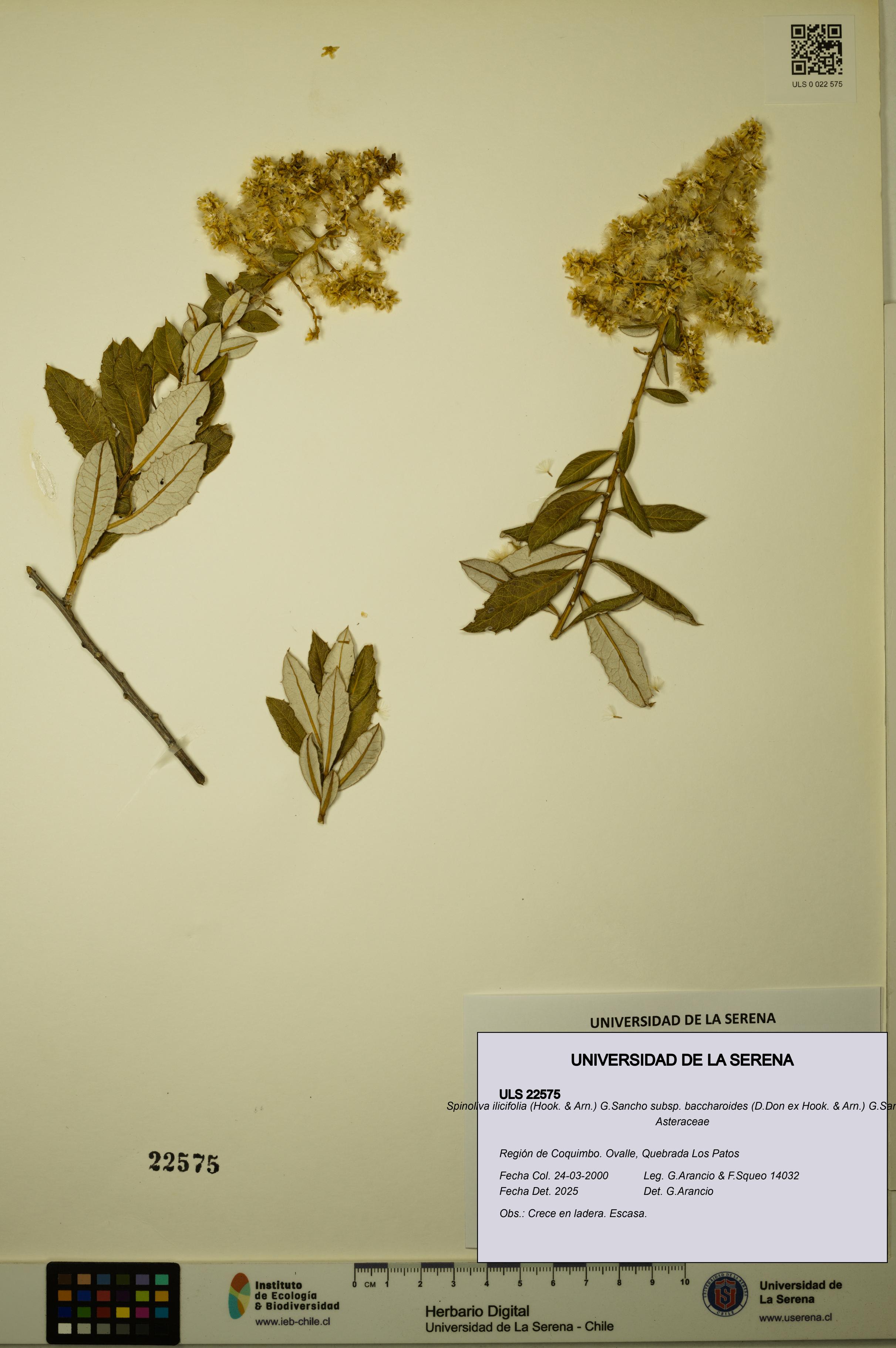 Spinoliva ilicifolia subsp. baccharoides [Espécimen: ULS:ULS:0022575]