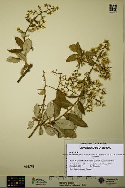 Spinoliva ilicifolia subsp. baccharoides [Espécimen: ULS:ULS:0022576]