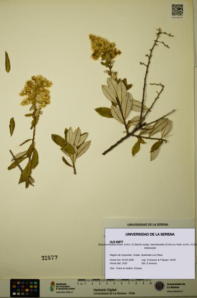 Spinoliva ilicifolia subsp. baccharoides [Espécimen: ULS:ULS:0022577]