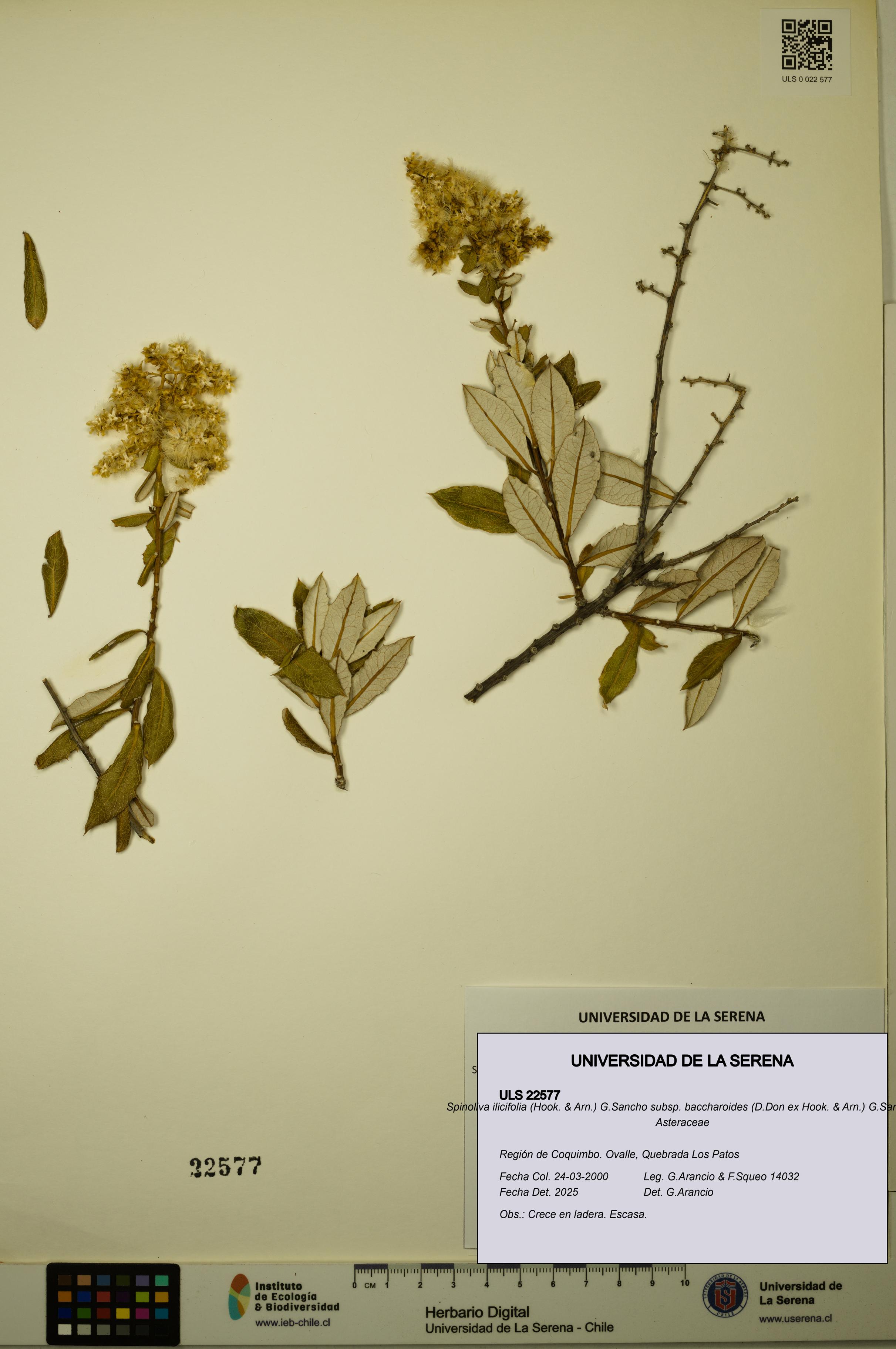 Spinoliva ilicifolia subsp. baccharoides [Espécimen: ULS:ULS:0022577]