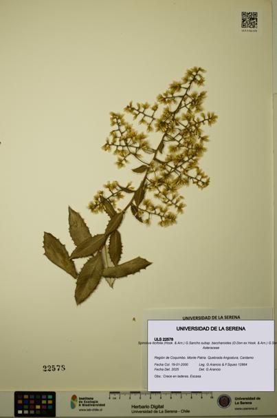Spinoliva ilicifolia subsp. baccharoides [Espécimen: ULS:ULS:0022578]