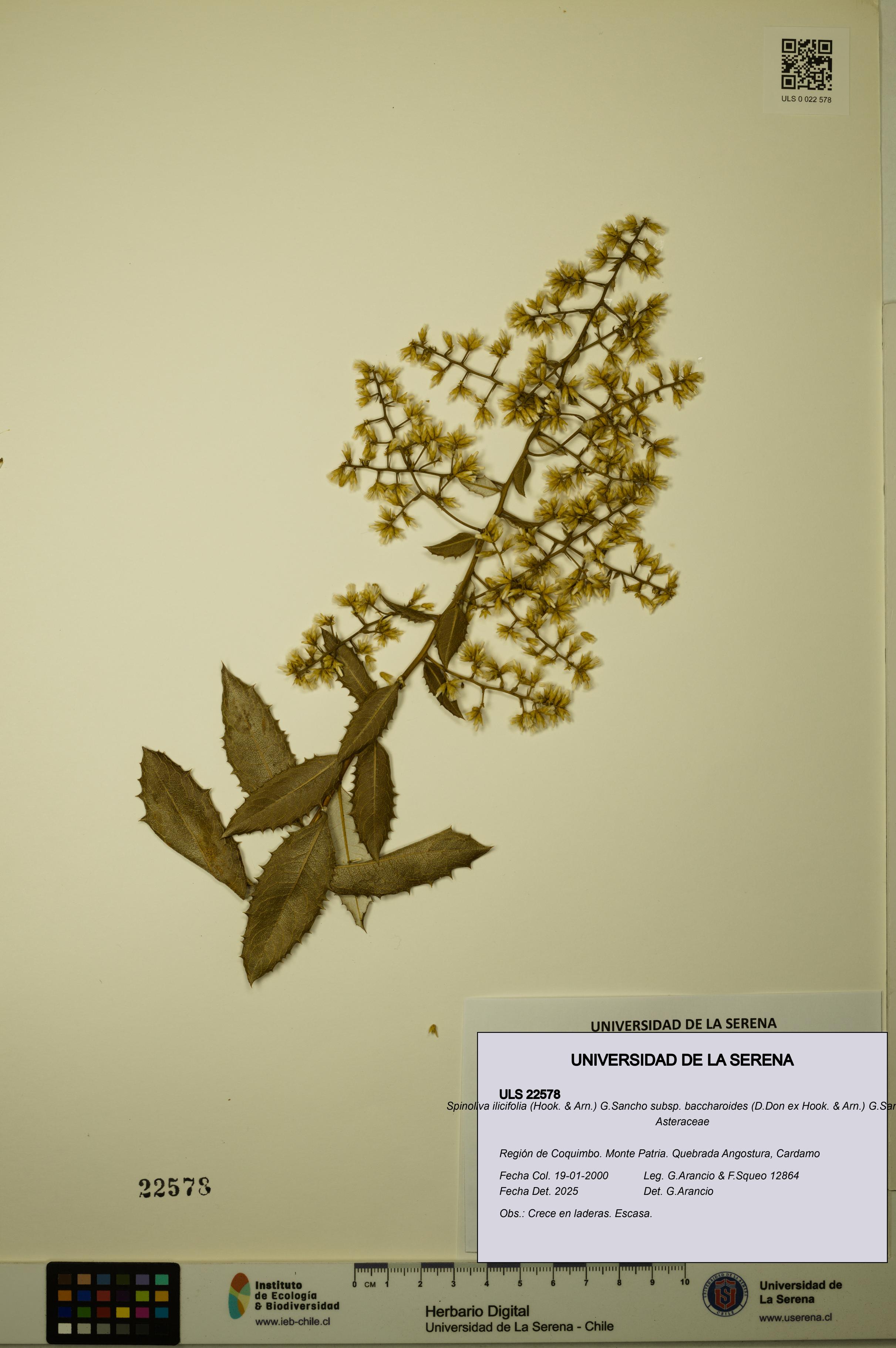 Spinoliva ilicifolia subsp. baccharoides [Espécimen: ULS:ULS:0022578]