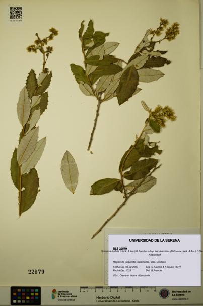 Spinoliva ilicifolia subsp. baccharoides [Espécimen: ULS:ULS:0022579]