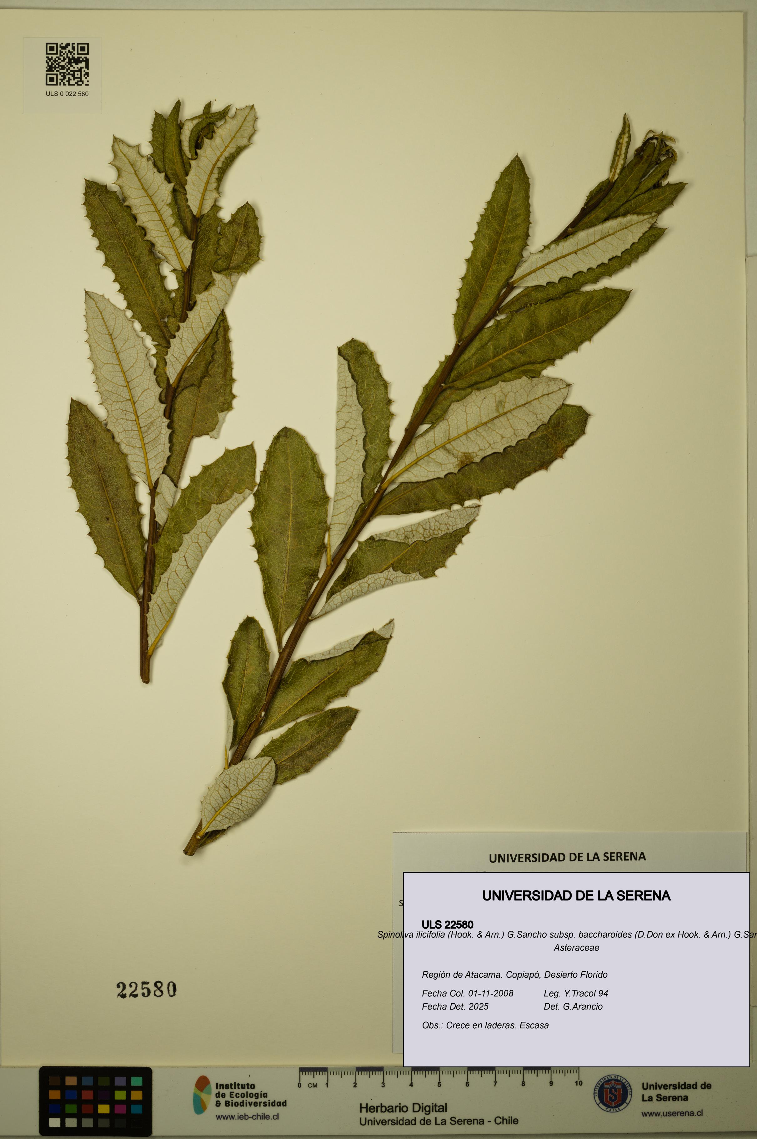 Spinoliva ilicifolia subsp. baccharoides [Espécimen: ULS:ULS:0022580]