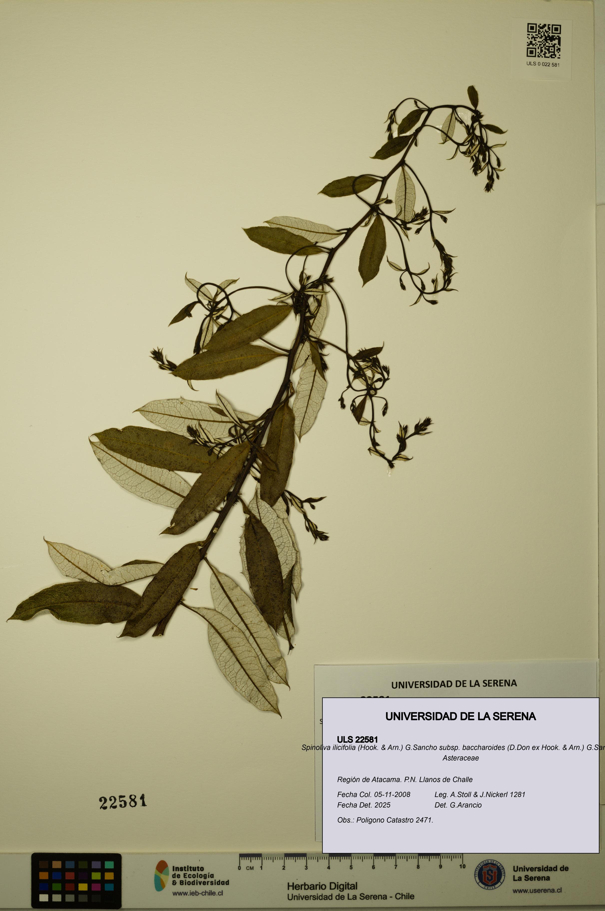 Spinoliva ilicifolia subsp. baccharoides [Espécimen: ULS:ULS:0022581]