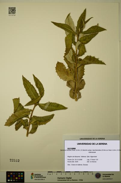 Spinoliva ilicifolia subsp. baccharoides [Espécimen: ULS:ULS:0022582]