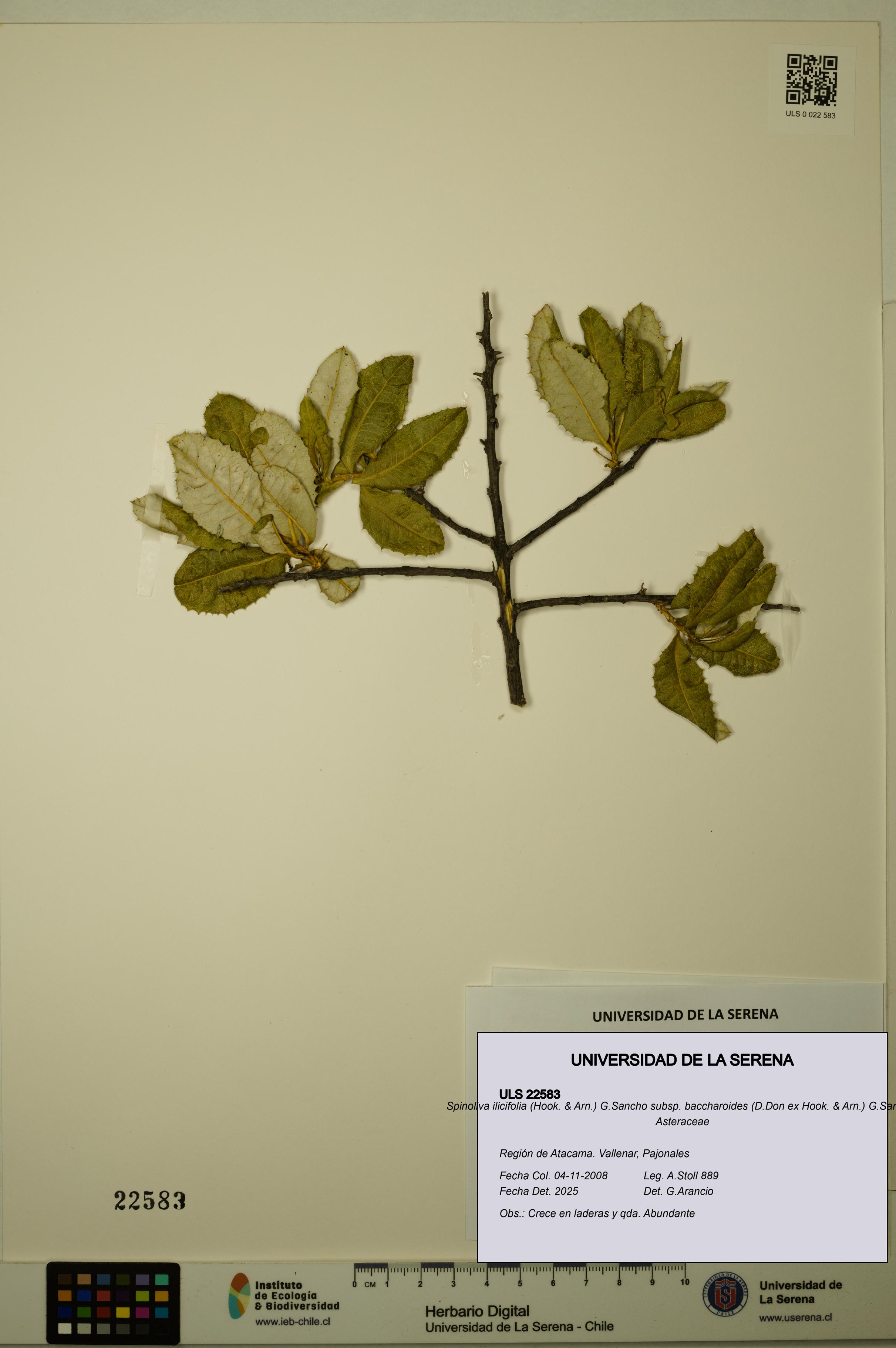 Spinoliva ilicifolia subsp. baccharoides [Espécimen: ULS:ULS:0022583]