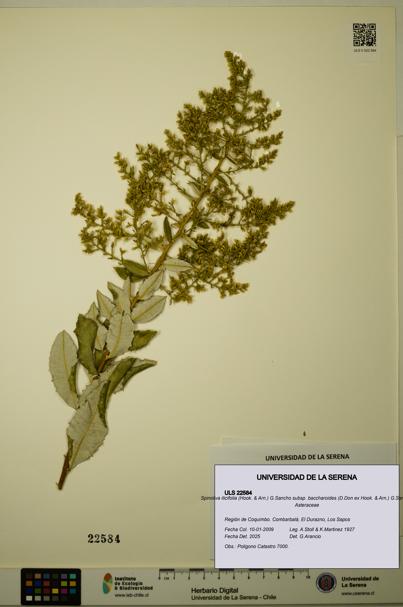 Spinoliva ilicifolia subsp. baccharoides [Espécimen: ULS:ULS:0022584]