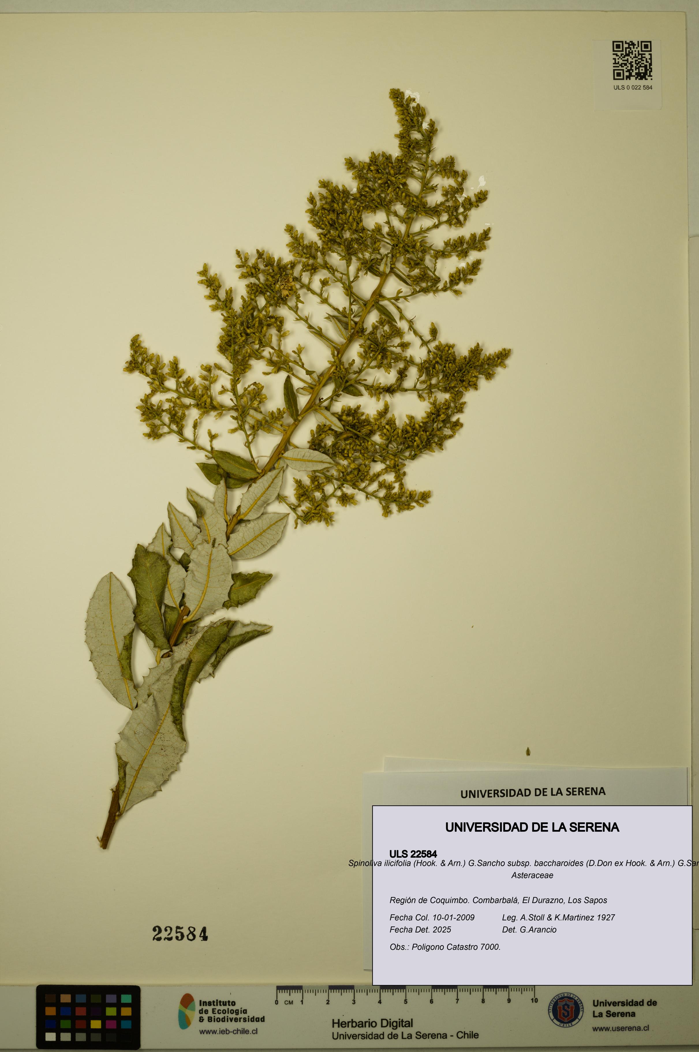 Spinoliva ilicifolia subsp. baccharoides [Espécimen: ULS:ULS:0022584]
