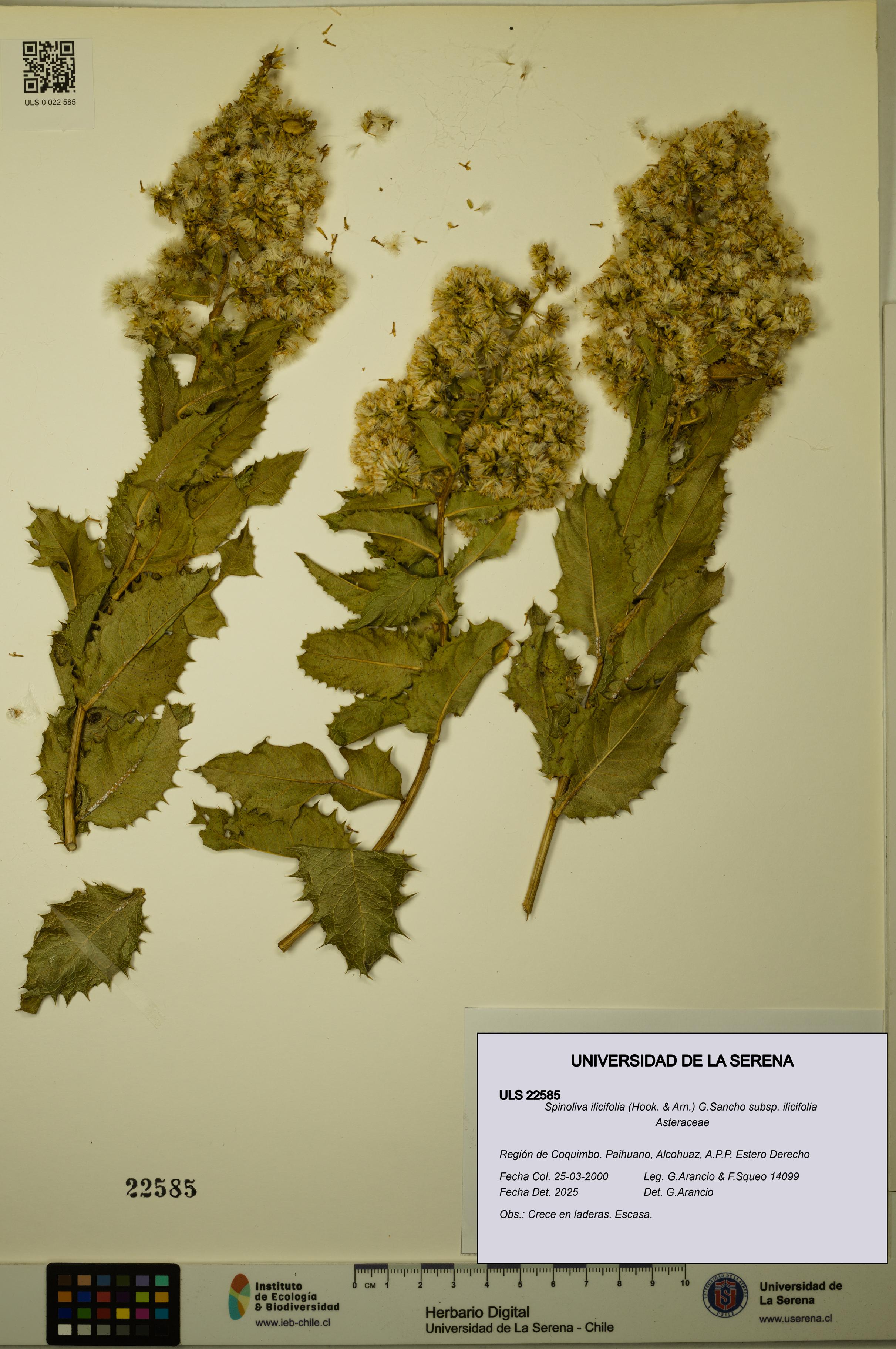 Spinoliva ilicifolia subsp. ilicifolia [Espécimen: ULS:ULS:0022585]