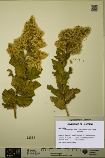 Spinoliva ilicifolia subsp. ilicifolia [Espécimen: ULS:ULS:0022586]