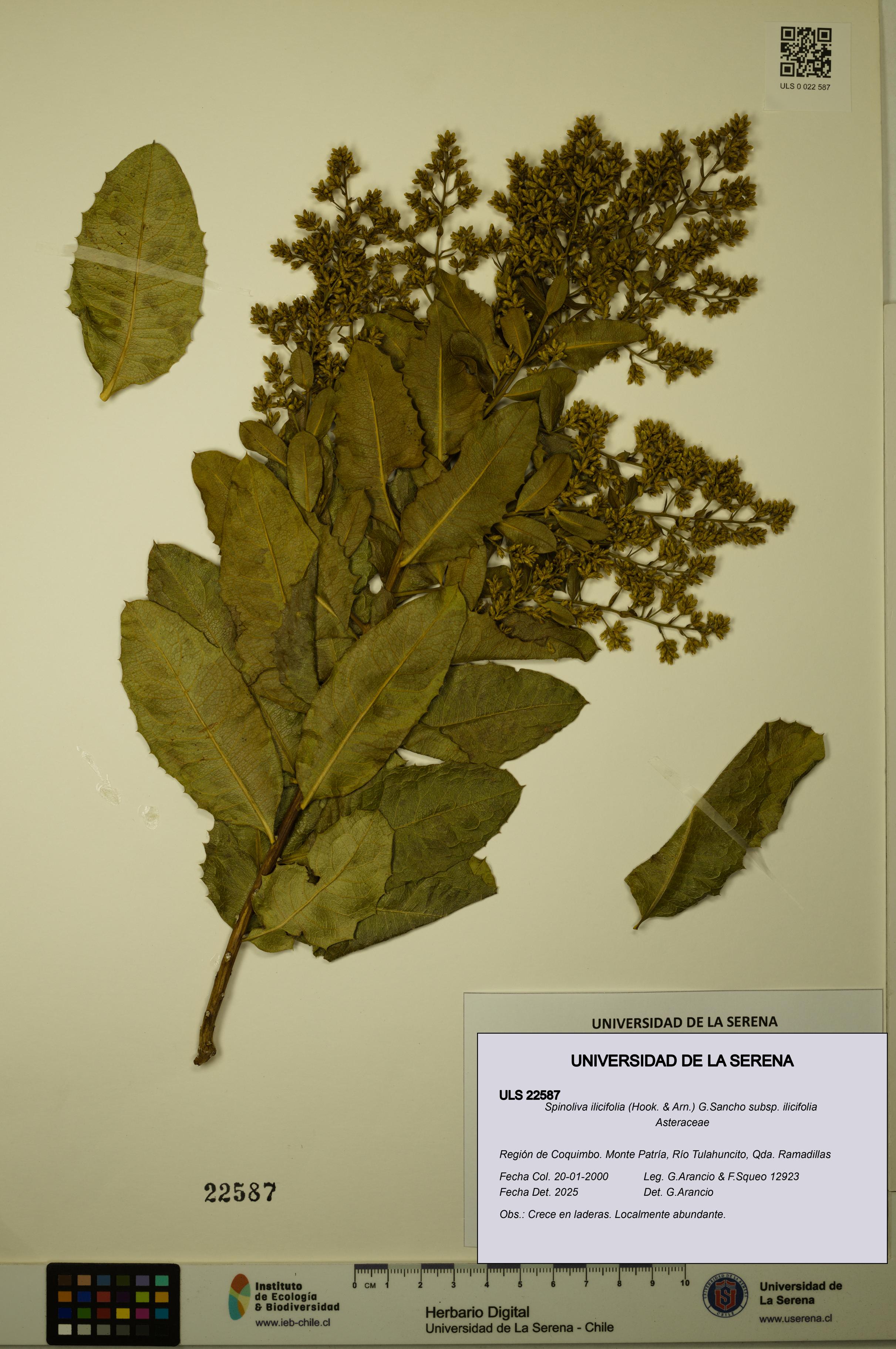 Spinoliva ilicifolia subsp. ilicifolia [Espécimen: ULS:ULS:0022587]