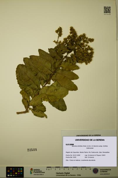 Spinoliva ilicifolia subsp. ilicifolia [Espécimen: ULS:ULS:0022588]