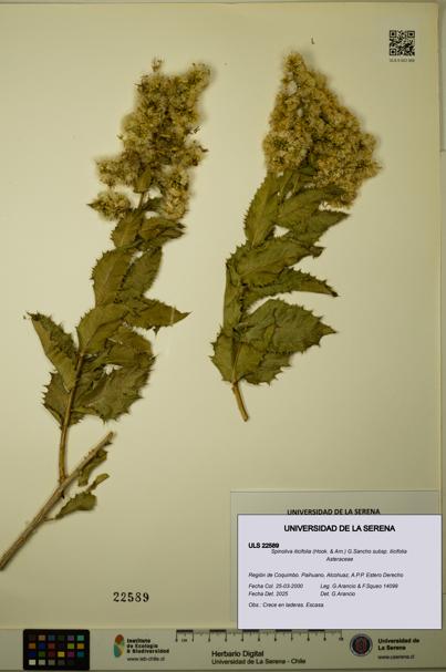 Spinoliva ilicifolia subsp. ilicifolia [Espécimen: ULS:ULS:0022589]