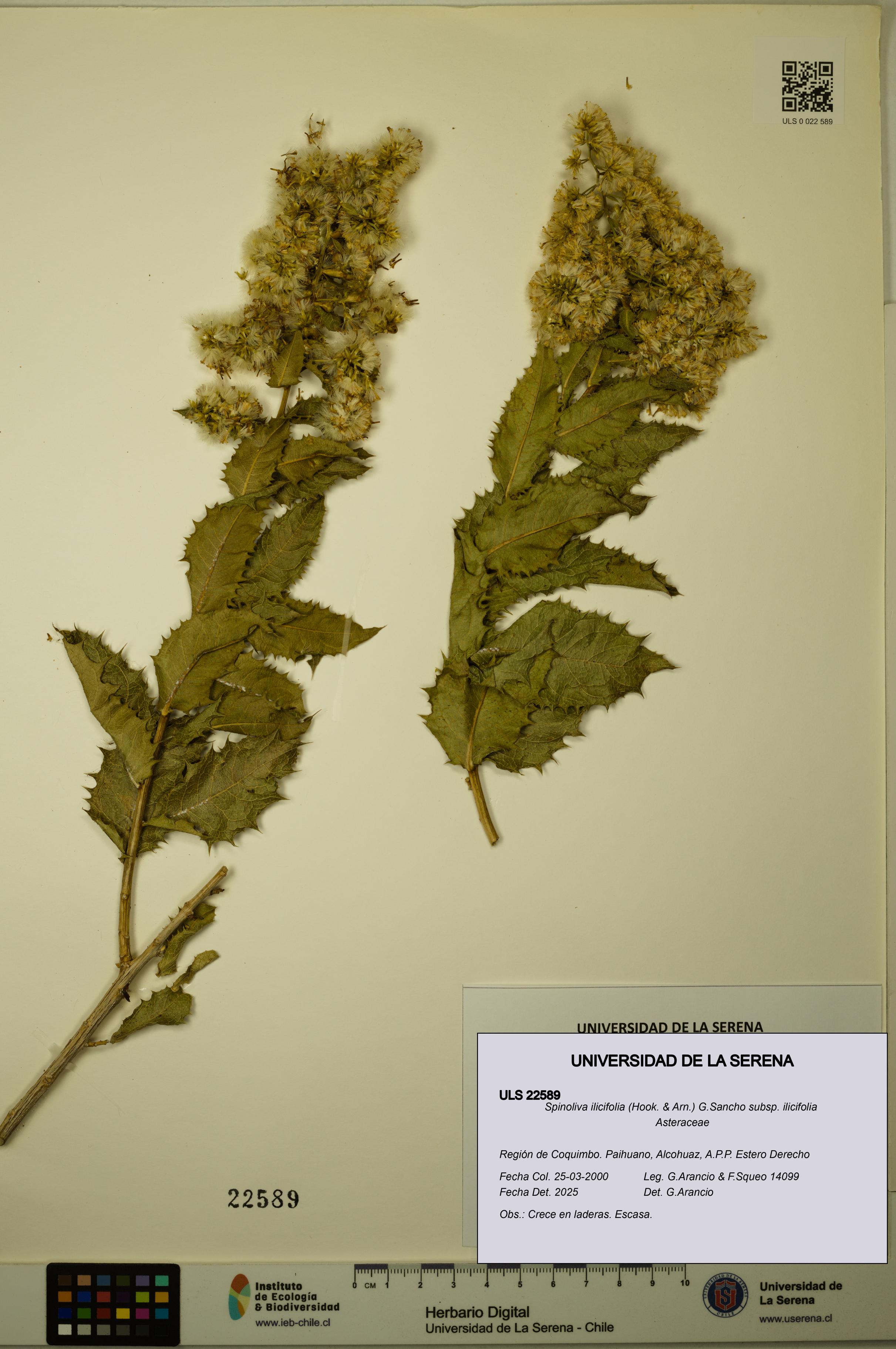 Spinoliva ilicifolia subsp. ilicifolia [Espécimen: ULS:ULS:0022589]