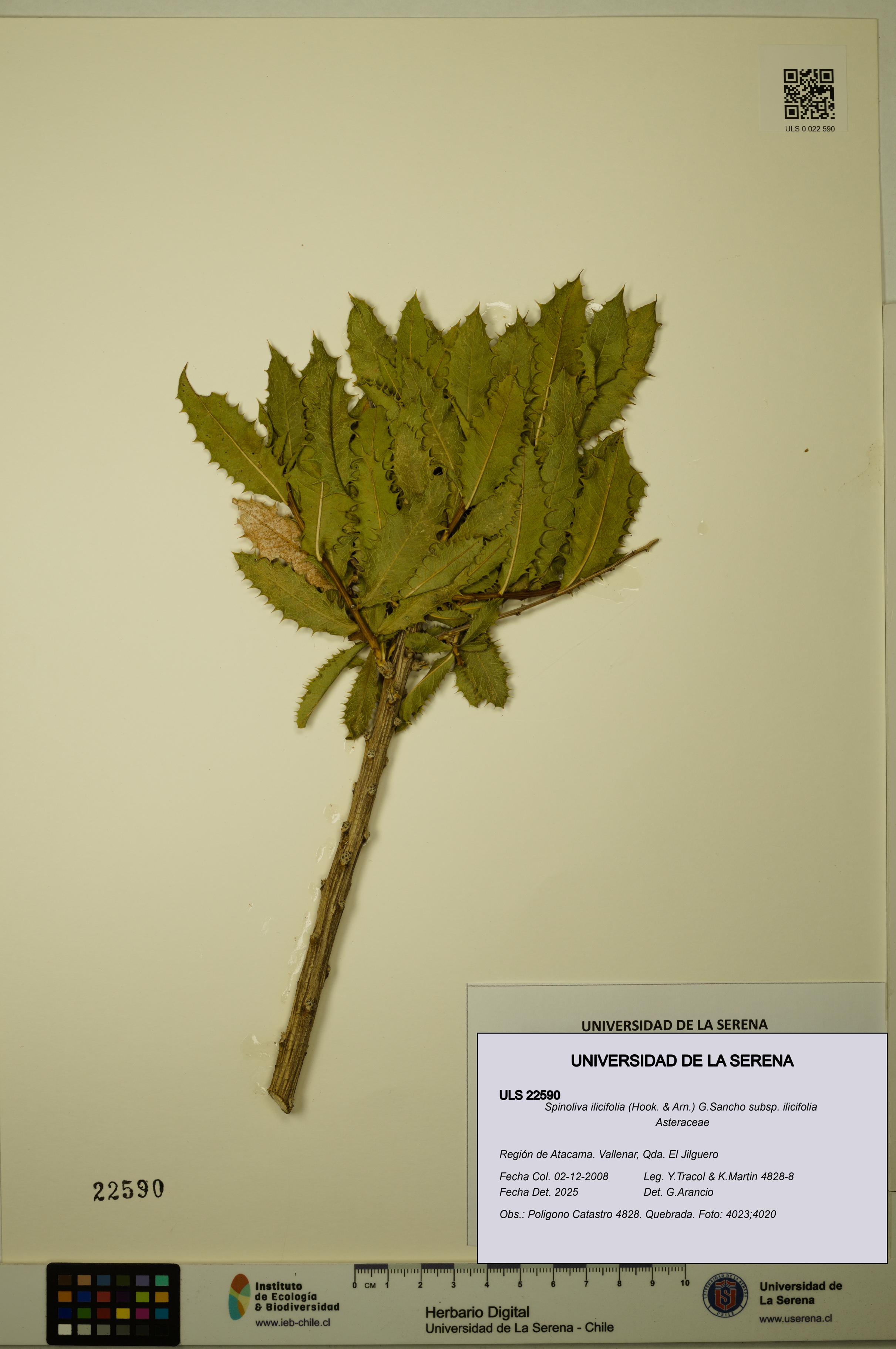 Spinoliva ilicifolia subsp. ilicifolia [Espécimen: ULS:ULS:0022590]