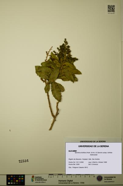 Spinoliva ilicifolia subsp. ilicifolia [Espécimen: ULS:ULS:0022591]