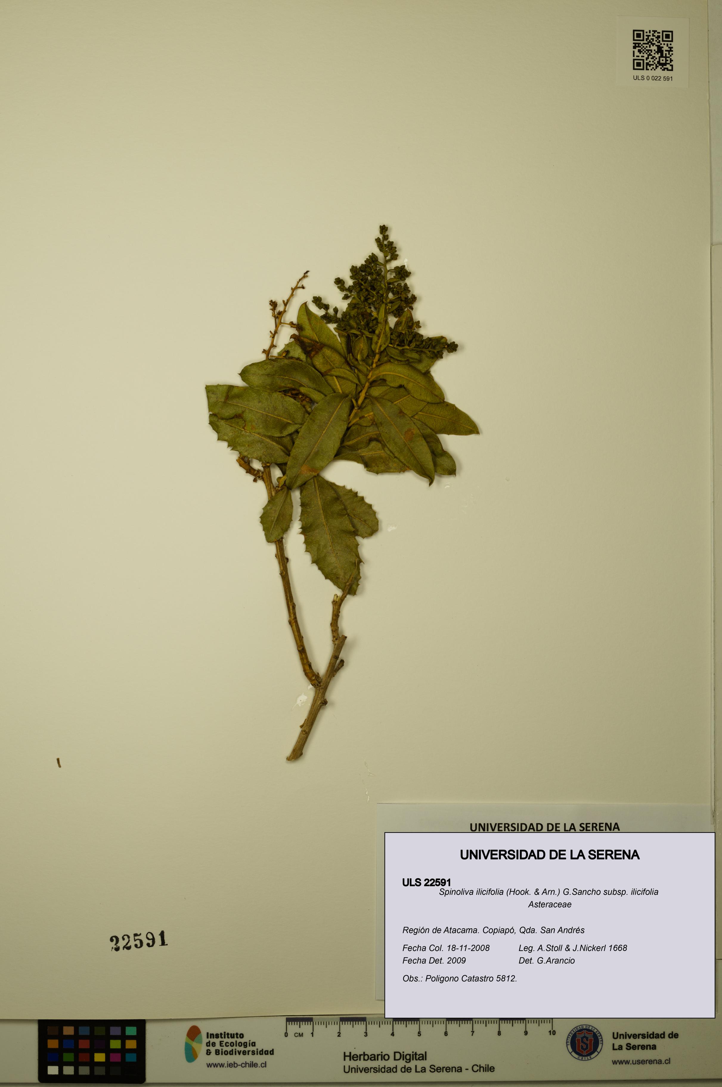Spinoliva ilicifolia subsp. ilicifolia [Espécimen: ULS:ULS:0022591]