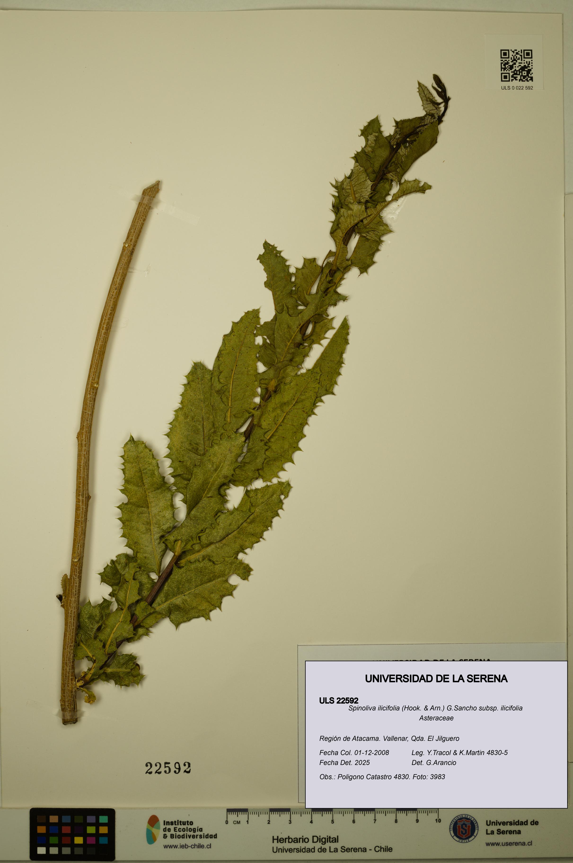 Spinoliva ilicifolia subsp. ilicifolia [Espécimen: ULS:ULS:0022592]
