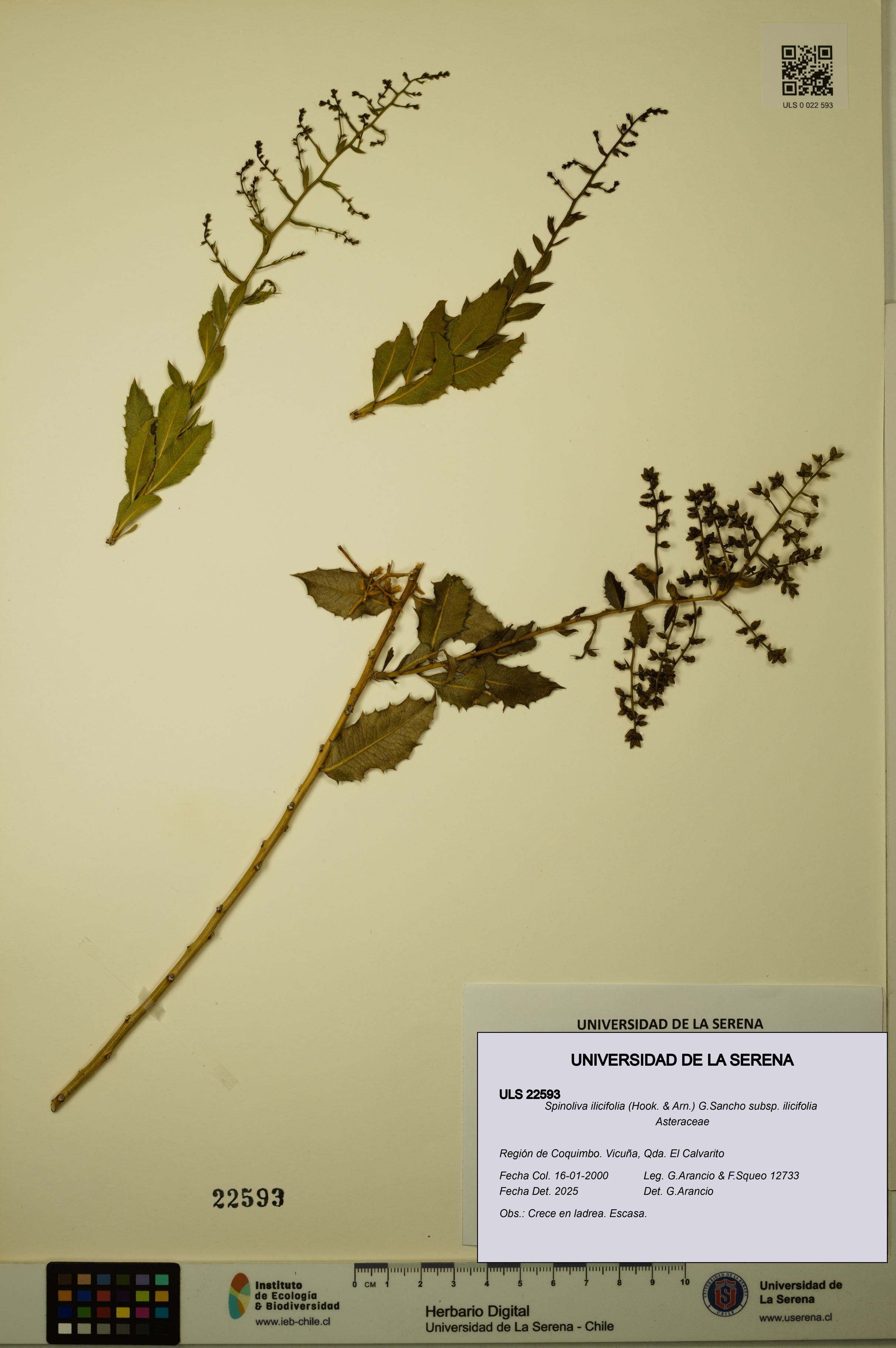 Spinoliva ilicifolia subsp. ilicifolia [Espécimen: ULS:ULS:0022593]