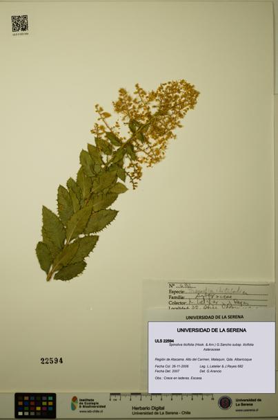 Spinoliva ilicifolia subsp. ilicifolia [Espécimen: ULS:ULS:0022594]