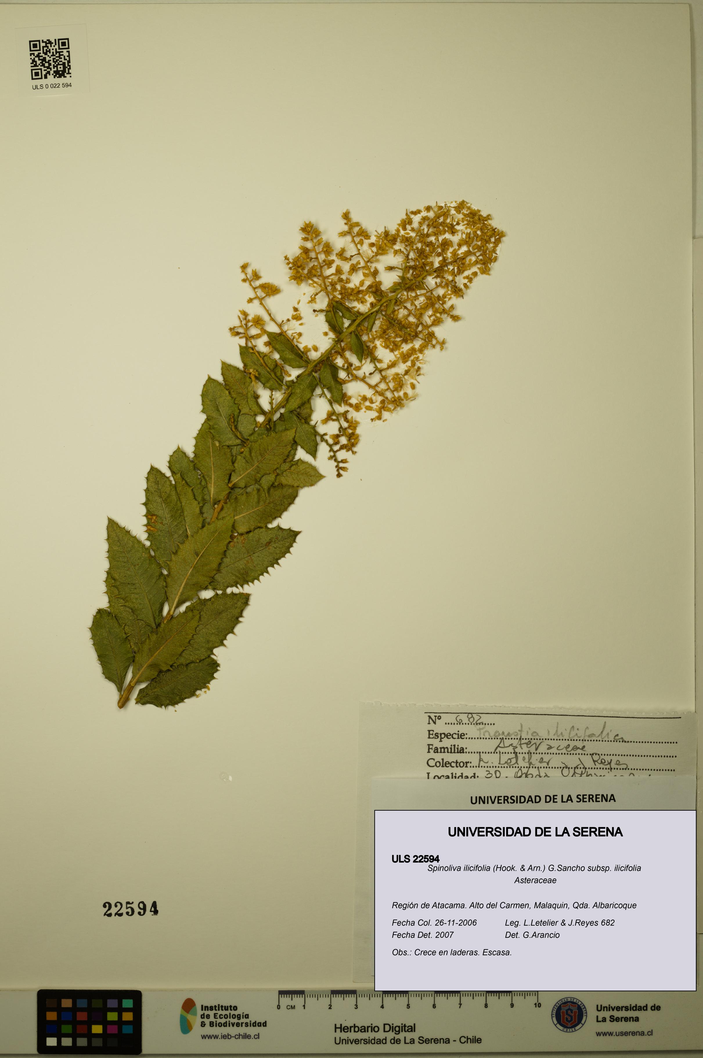 Spinoliva ilicifolia subsp. ilicifolia [Espécimen: ULS:ULS:0022594]