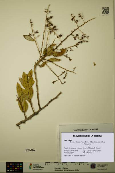 Spinoliva ilicifolia subsp. ilicifolia [Espécimen: ULS:ULS:0022595]