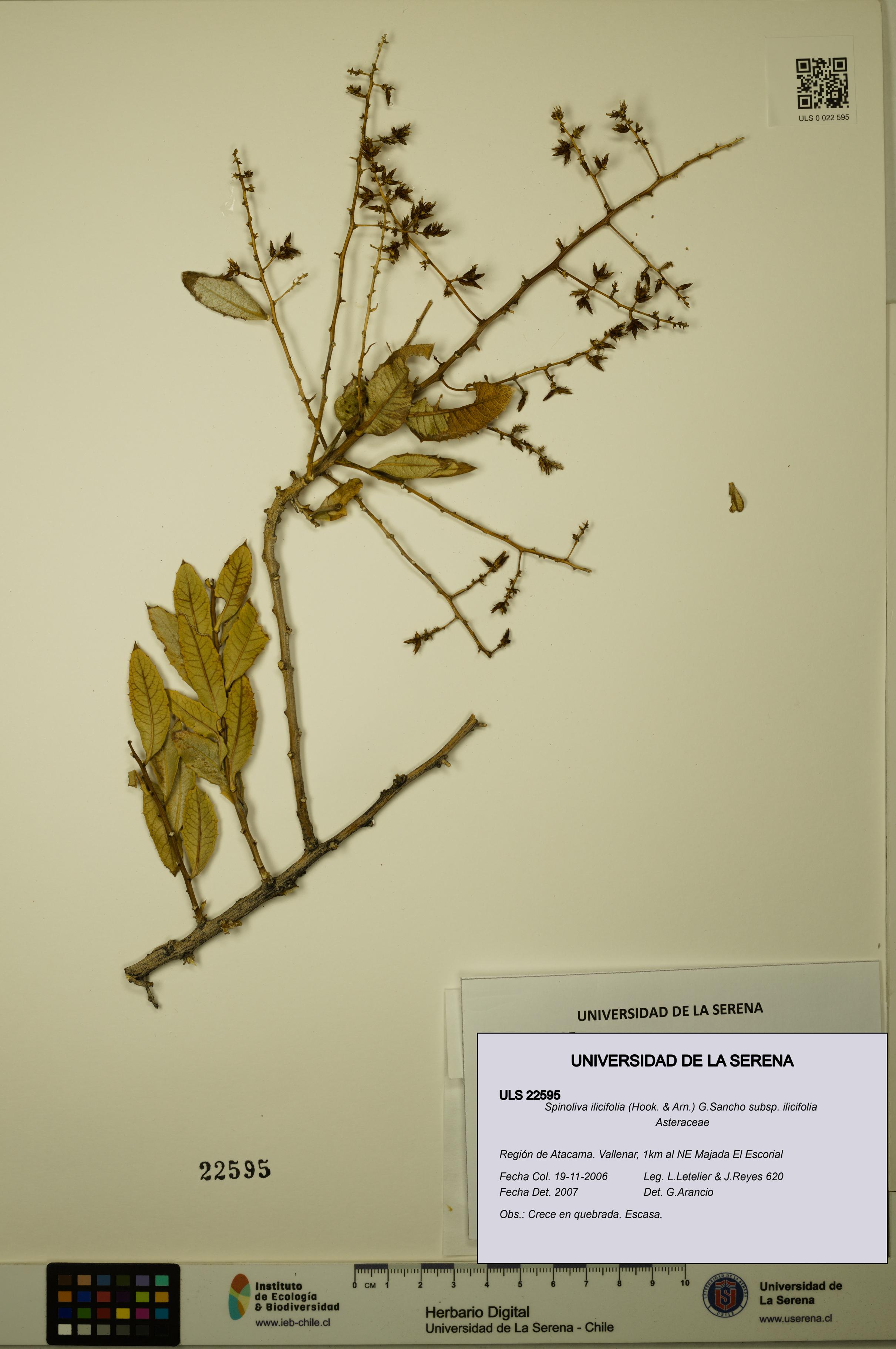 Spinoliva ilicifolia subsp. ilicifolia [Espécimen: ULS:ULS:0022595]