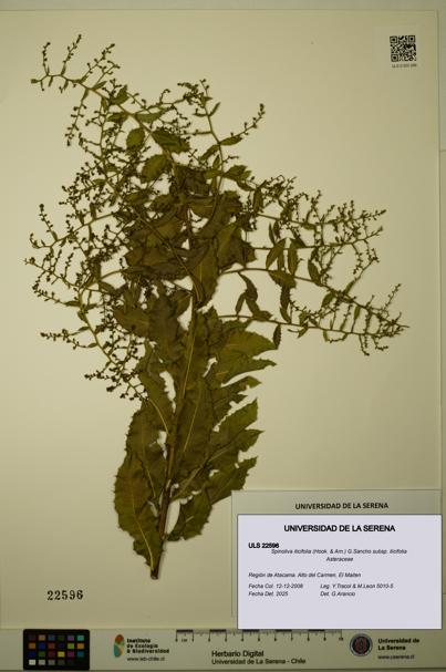 Spinoliva ilicifolia subsp. ilicifolia [Espécimen: ULS:ULS:0022596]