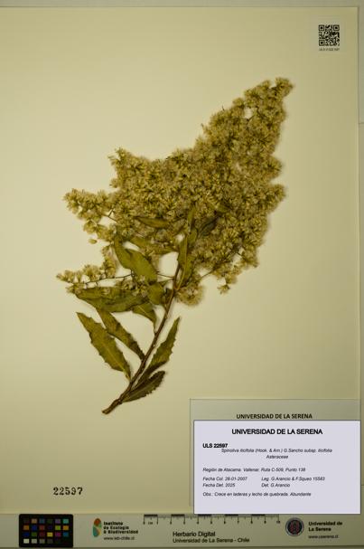 Spinoliva ilicifolia subsp. ilicifolia [Espécimen: ULS:ULS:0022597]