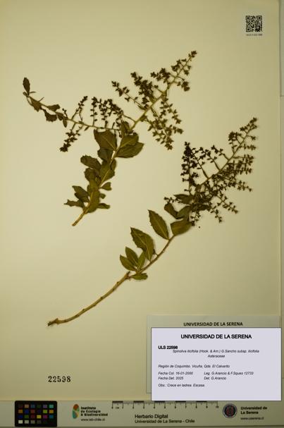 Spinoliva ilicifolia subsp. ilicifolia [Espécimen: ULS:ULS:0022598]