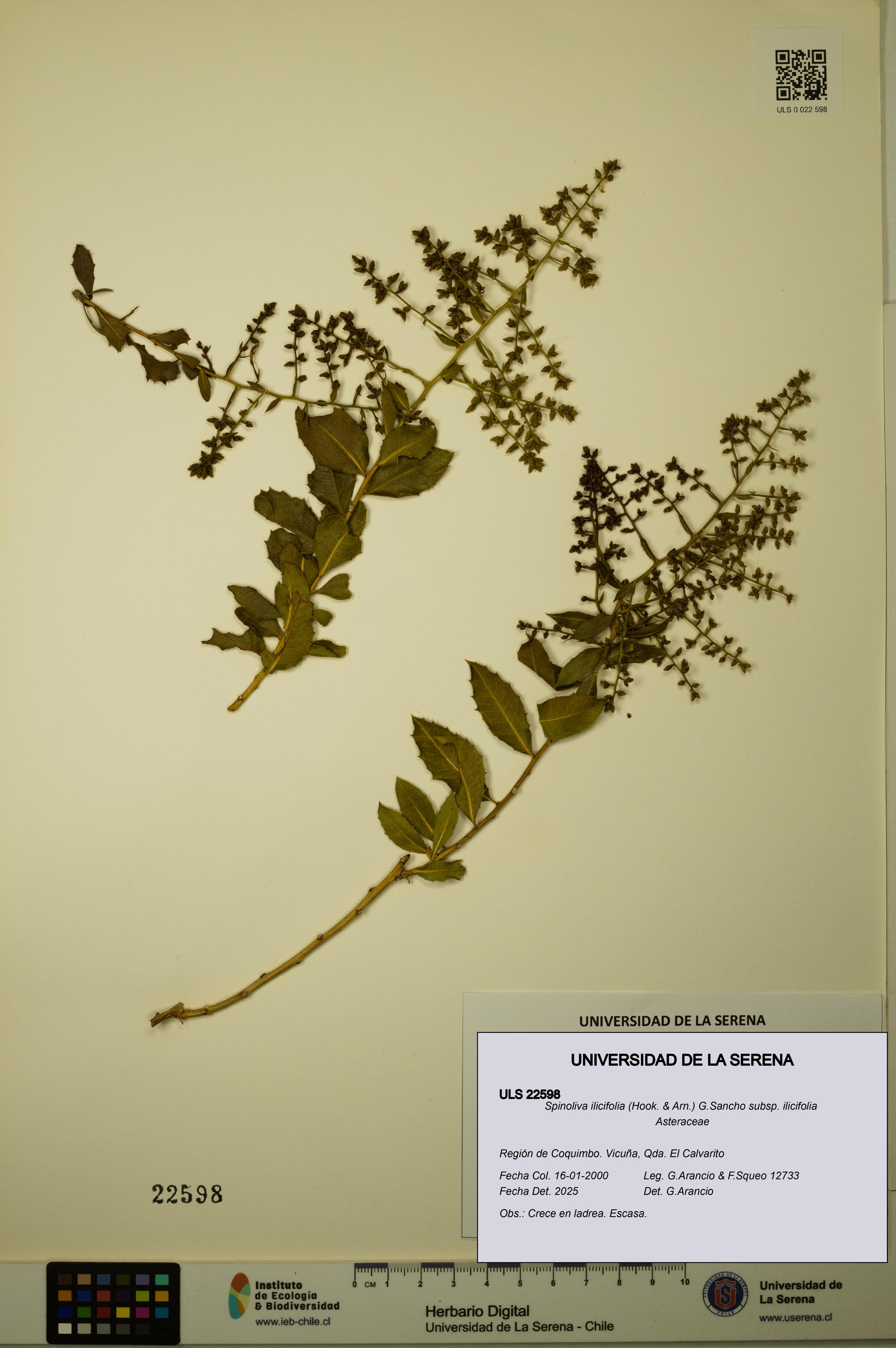 Spinoliva ilicifolia subsp. ilicifolia [Espécimen: ULS:ULS:0022598]