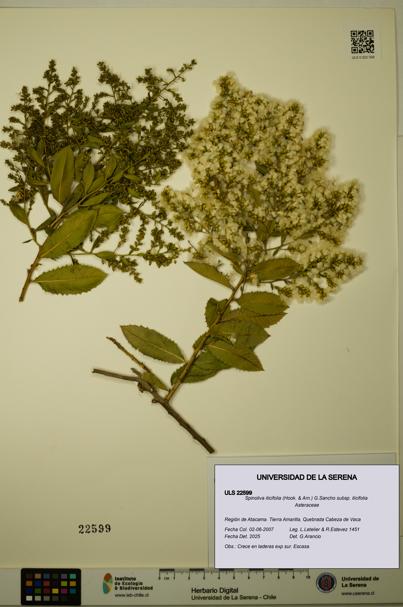 Spinoliva ilicifolia subsp. ilicifolia [Espécimen: ULS:ULS:0022599]