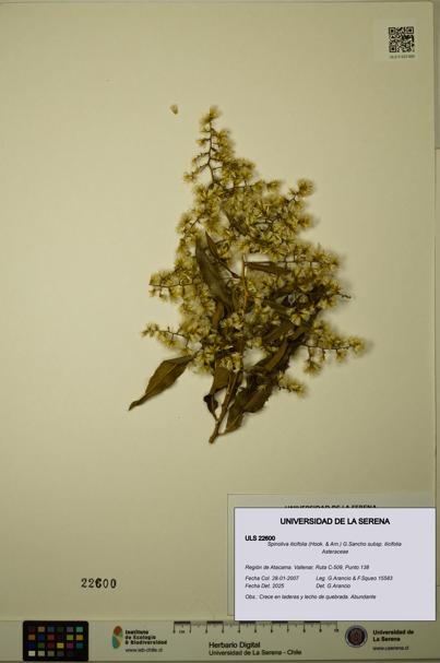 Spinoliva ilicifolia subsp. ilicifolia [Espécimen: ULS:ULS:0022600]