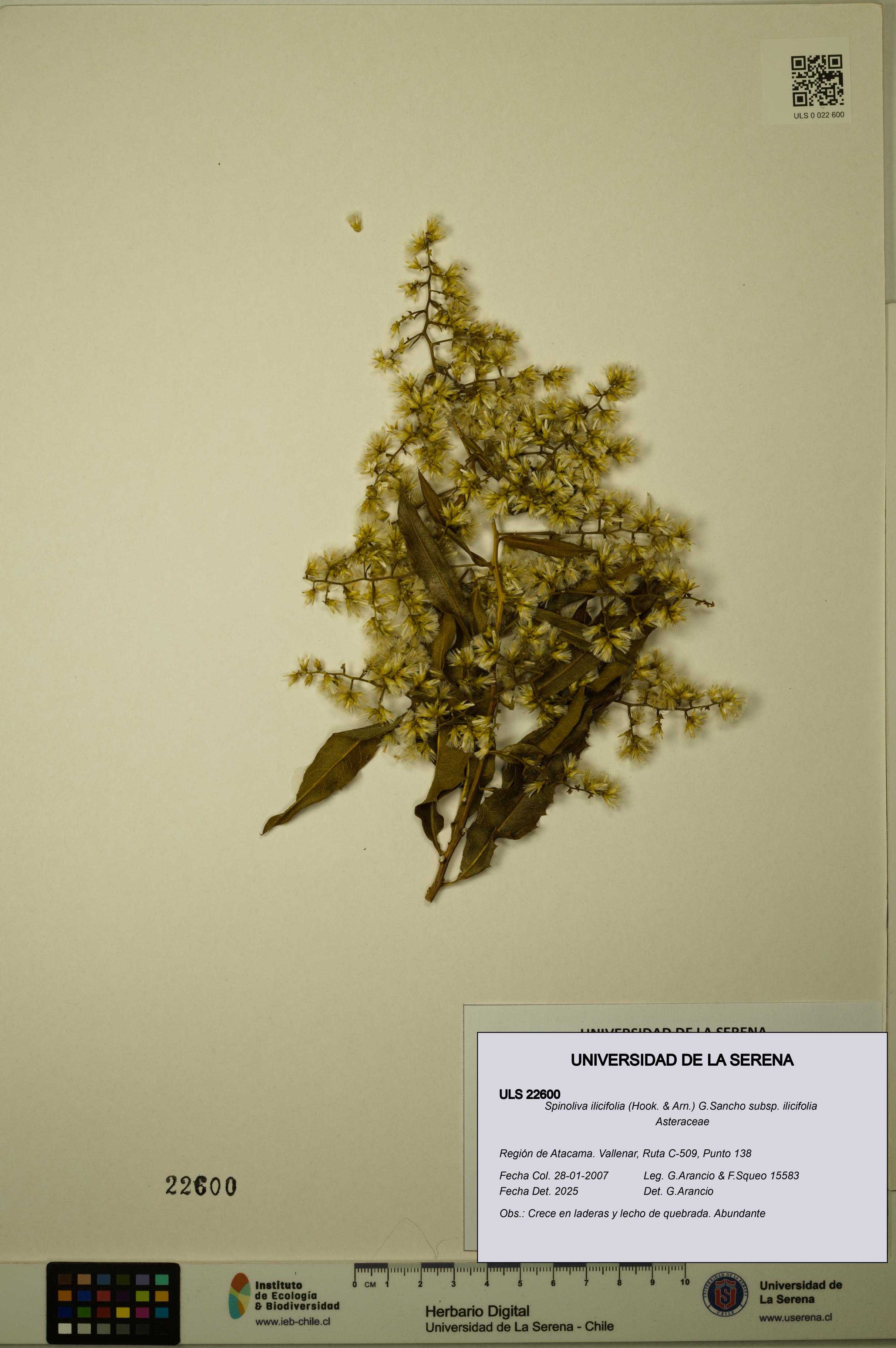 Spinoliva ilicifolia subsp. ilicifolia [Espécimen: ULS:ULS:0022600]