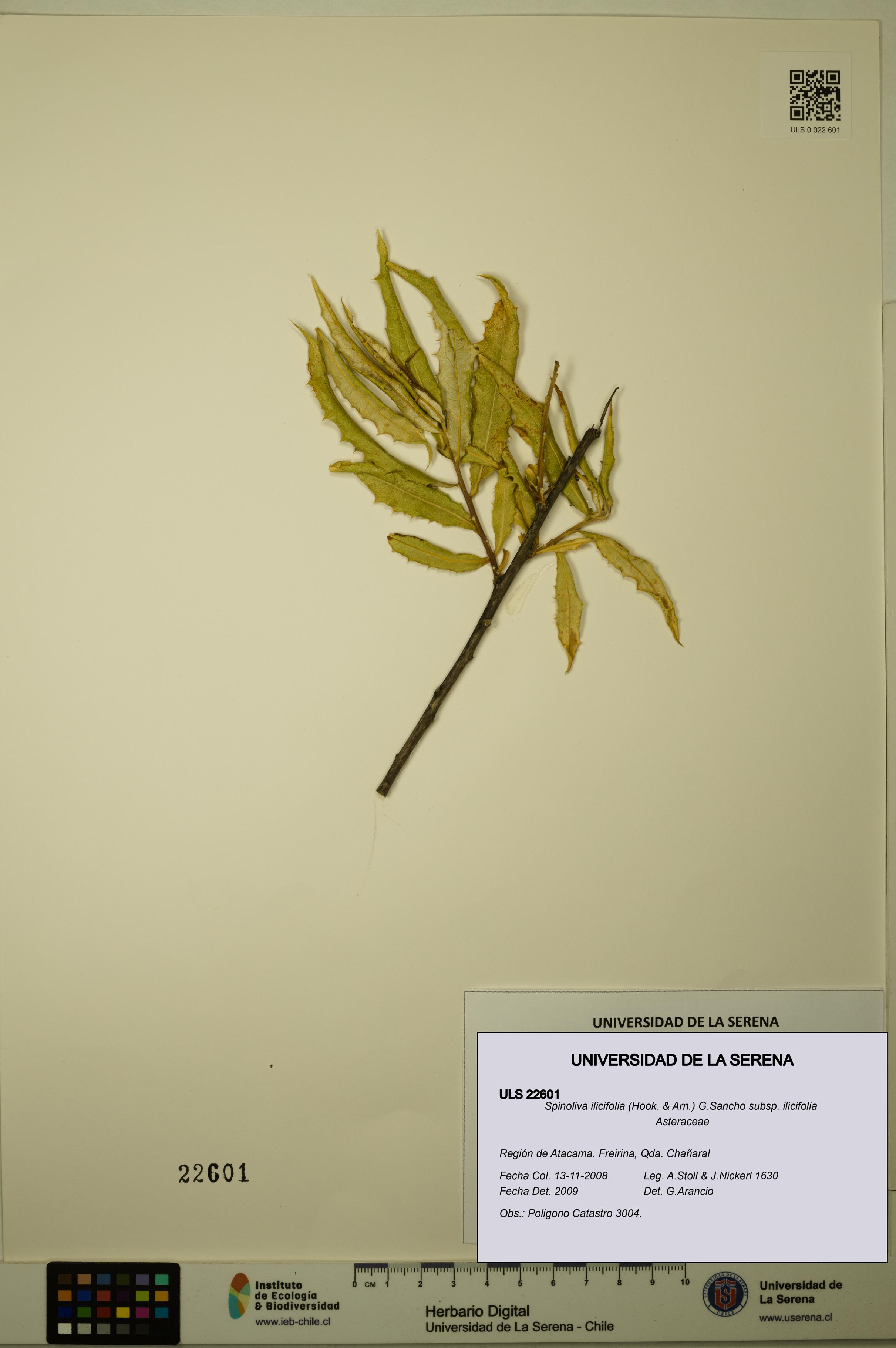 Spinoliva ilicifolia subsp. ilicifolia [Espécimen: ULS:ULS:0022601]