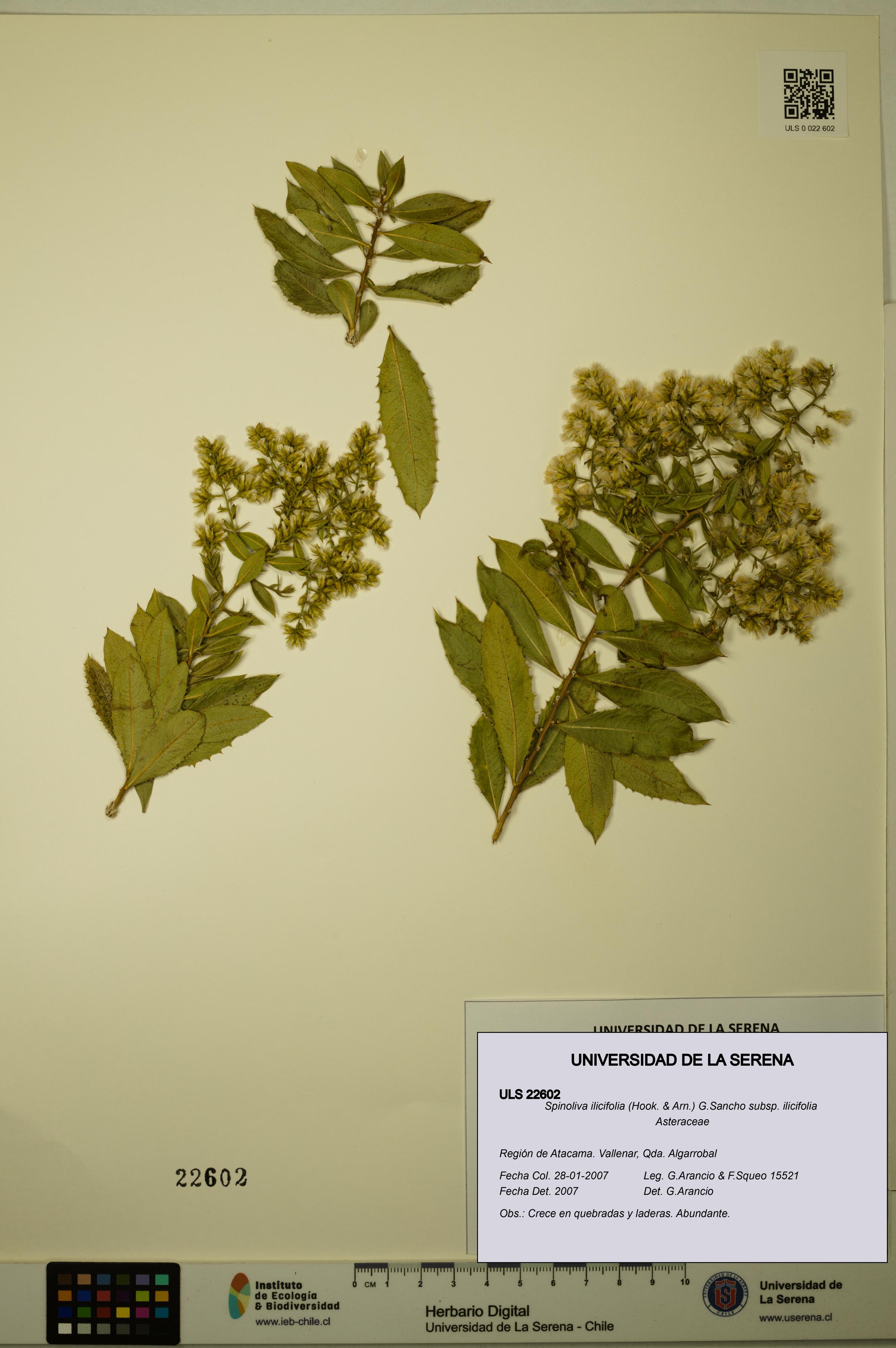 Spinoliva ilicifolia subsp. ilicifolia [Espécimen: ULS:ULS:0022602]