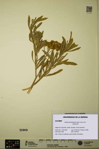 Tessaria absinthioides [Espécimen: ULS:ULS:0022603]
