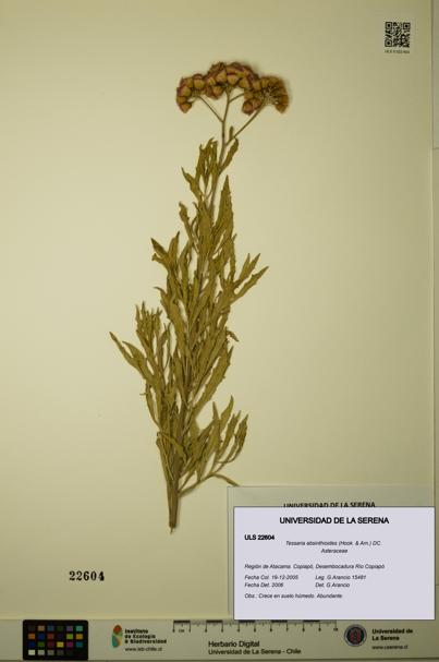 Tessaria absinthioides [Espécimen: ULS:ULS:0022604]