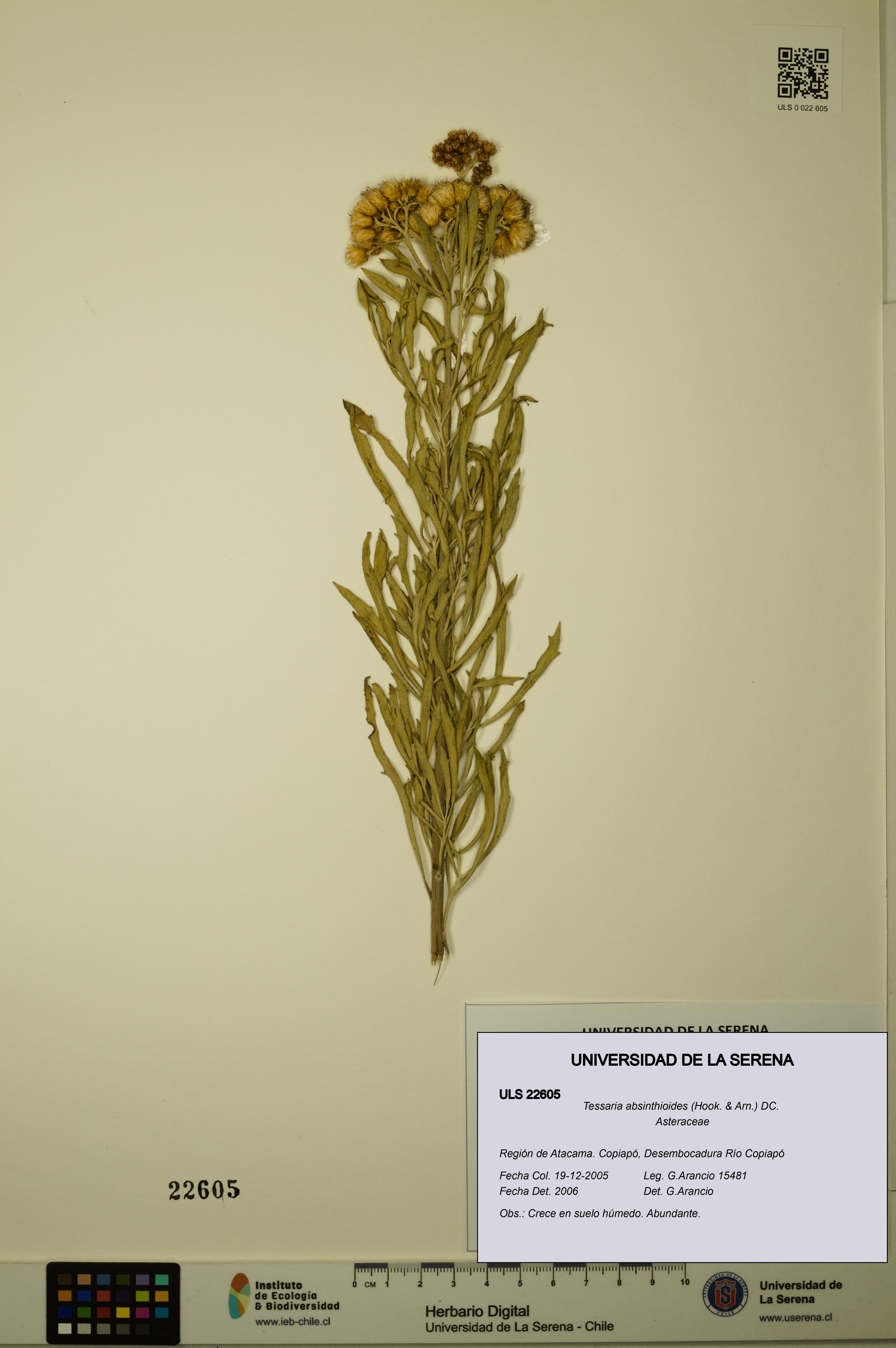 Tessaria absinthioides [Espécimen: ULS:ULS:0022605]