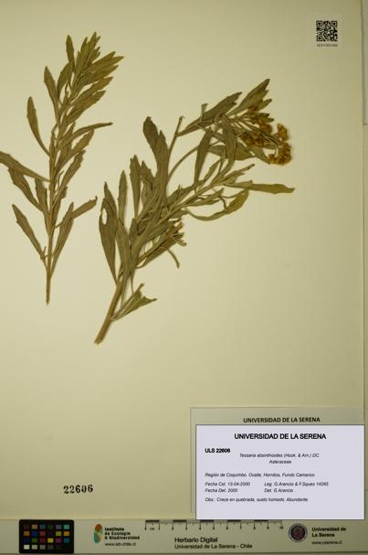 Tessaria absinthioides [Espécimen: ULS:ULS:0022606]