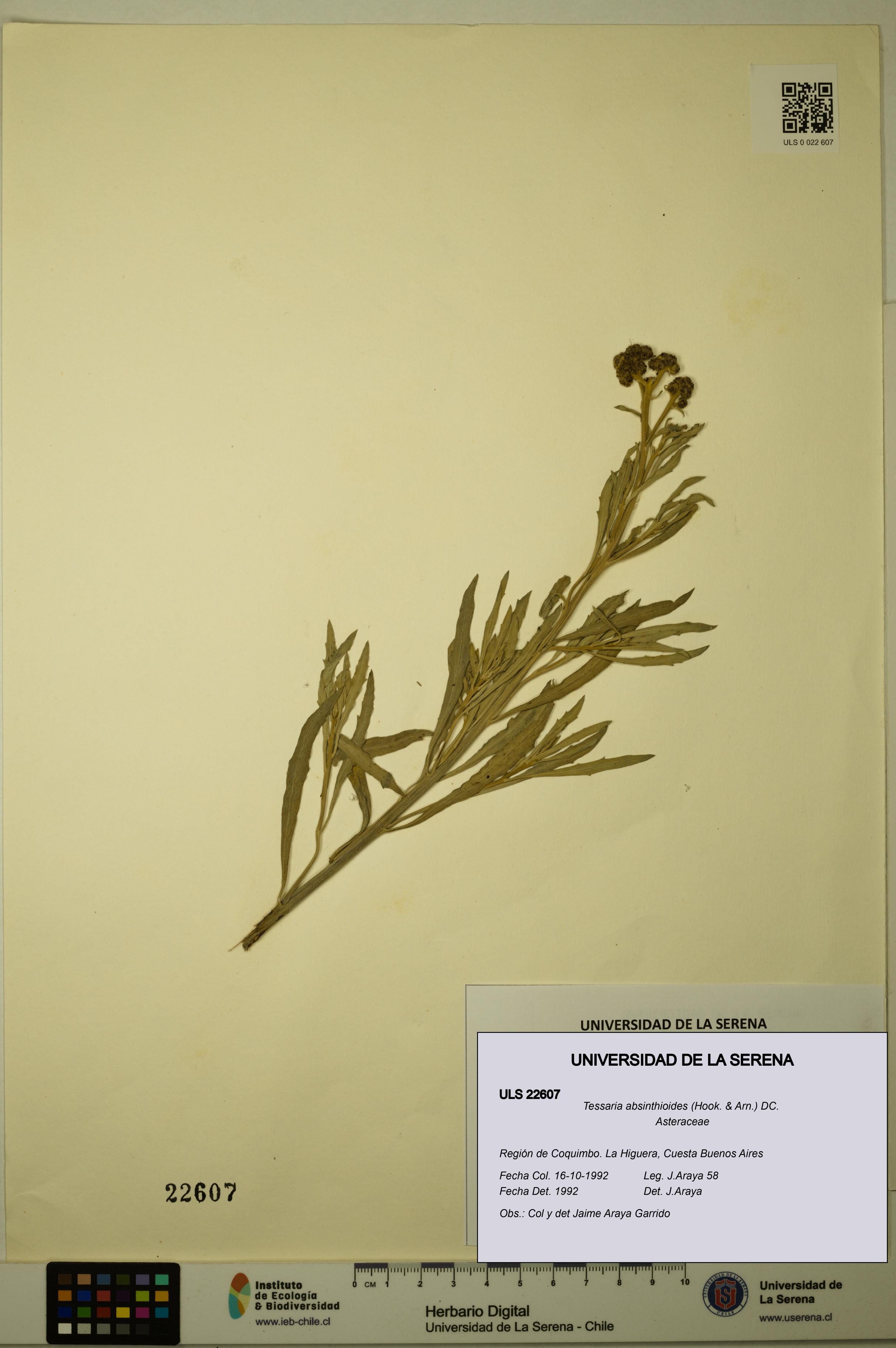 Tessaria absinthioides [Espécimen: ULS:ULS:0022607]